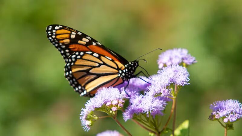 Shu Swamp Nature Preserve - Mill Neck, NY