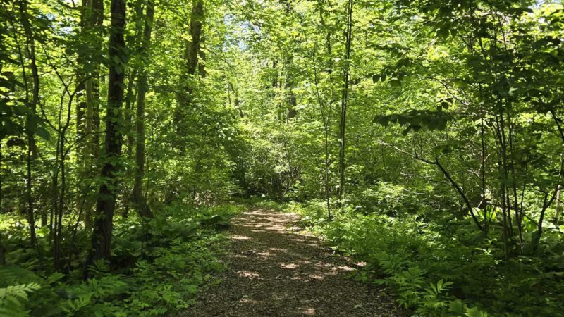 Shu Swamp Nature Preserve - Mill Neck, NY