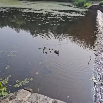 Quarry Trail Giant Steps - Millburn, NJ