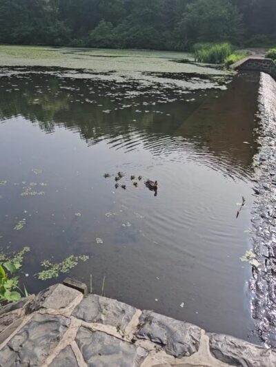 Quarry Trail Giant Steps - Millburn, NJ