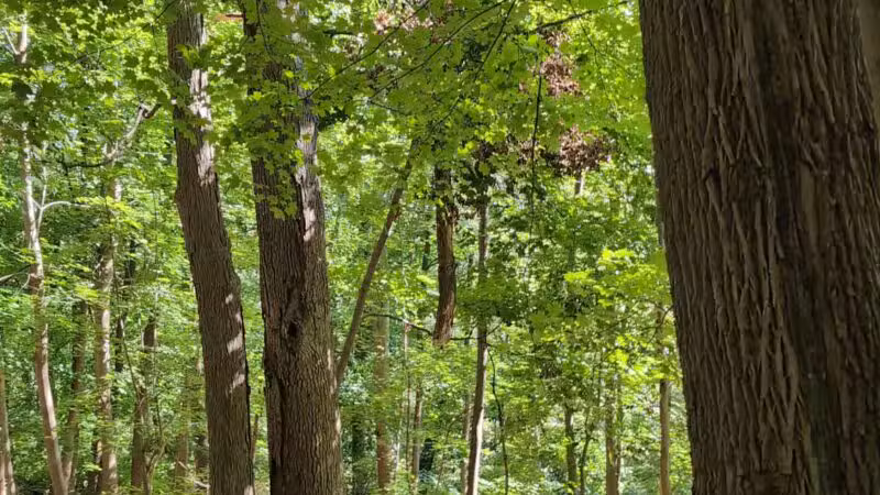 Quarry Trail Giant Steps - Millburn, NJ