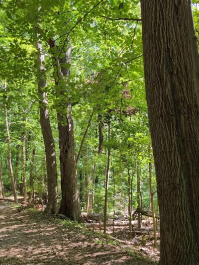 Quarry Trail Giant Steps - Millburn, NJ