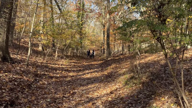 Cordwood Landing County Park - Miller Place, NY