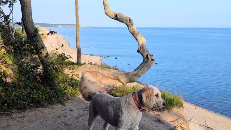 Suffolk County Park Land - Miller Place, NY