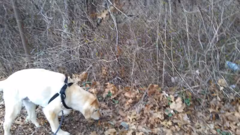 Sylvan Ave Park - Miller Place, NY