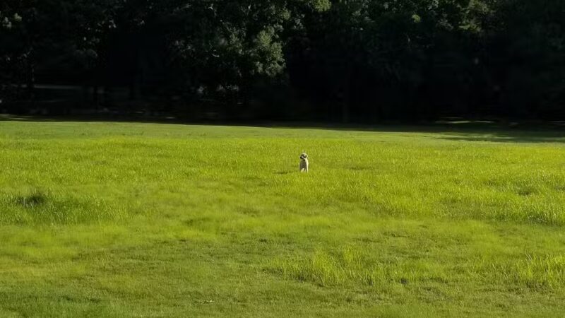 Cunningham Park - Milton, MA