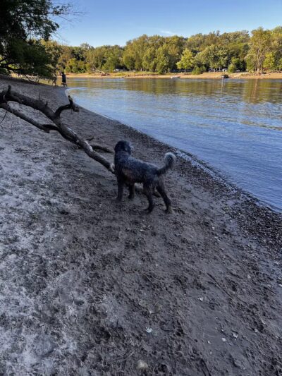 Minnehaha Off Leash Area - Minneapolis, MN