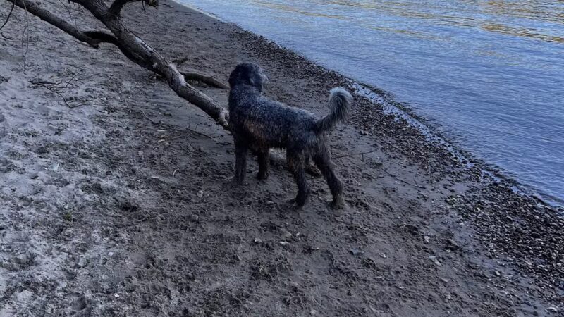 Minnehaha Off Leash Area - Minneapolis, MN