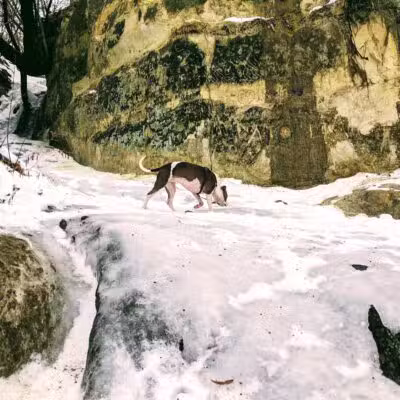 Minnehaha Off Leash Area - Minneapolis, MN