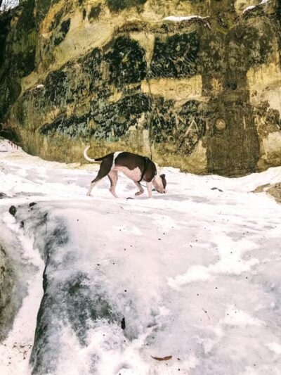 Minnehaha Off Leash Area - Minneapolis, MN