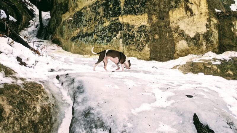 Minnehaha Off Leash Area - Minneapolis, MN