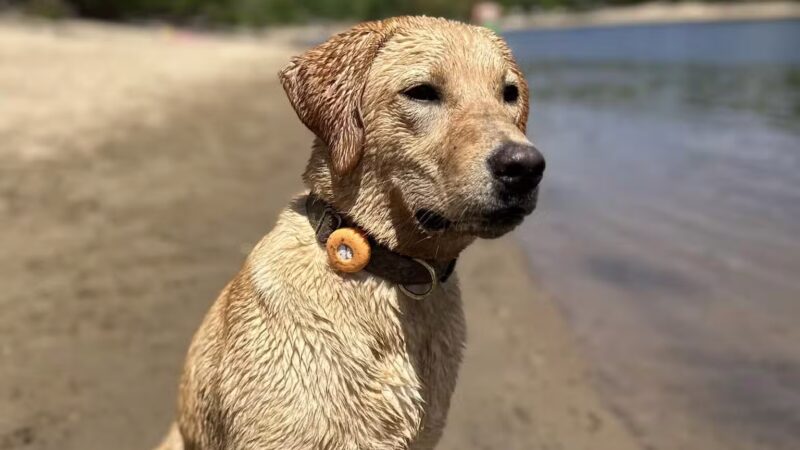 Minnehaha Off Leash Area - Minneapolis, MN