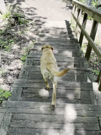 Minnehaha Off Leash Area - Minneapolis, MN
