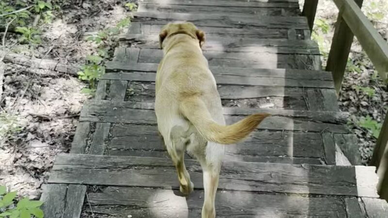 Minnehaha Off Leash Area - Minneapolis, MN