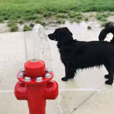 Fort Missoula Canine Campus - Missoula, MT
