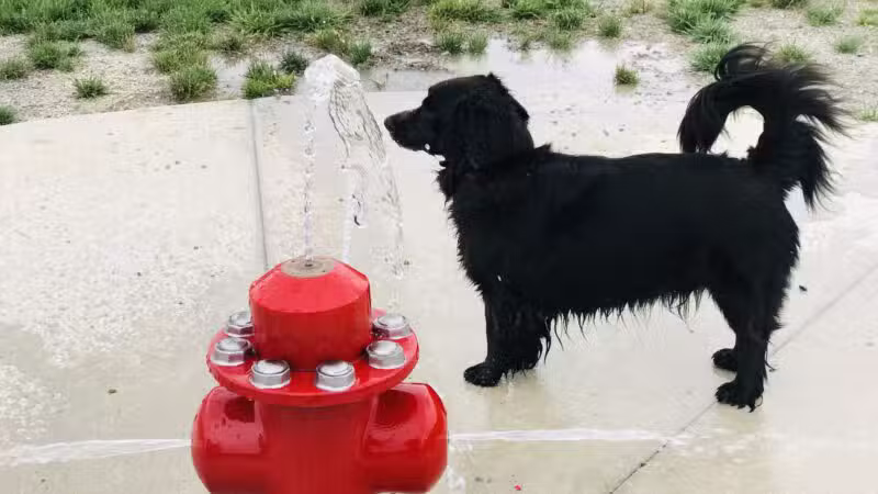 Fort Missoula Canine Campus - Missoula, MT