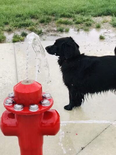 Fort Missoula Canine Campus - Missoula, MT