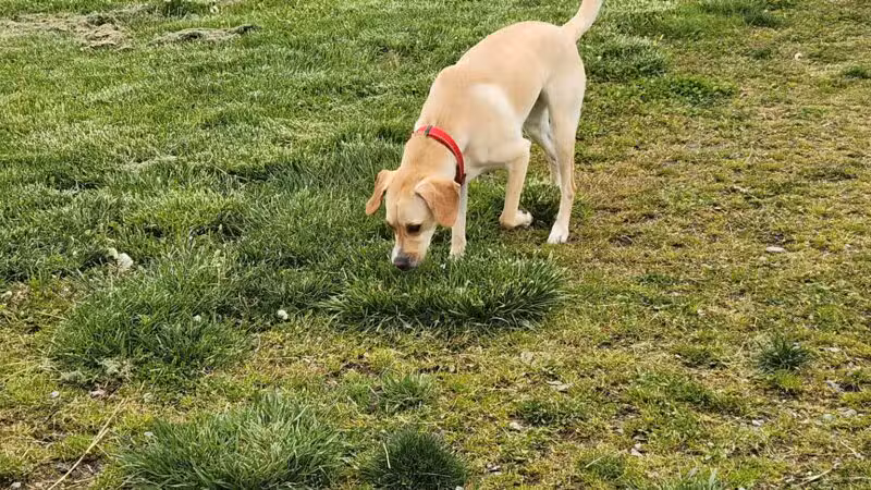 Fort Missoula Canine Campus - Missoula, MT