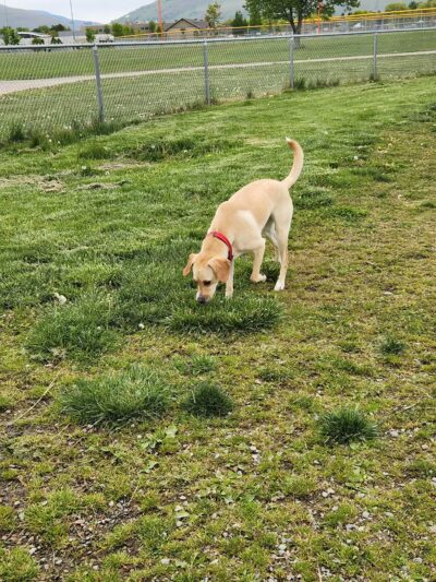 Fort Missoula Canine Campus - Missoula, MT