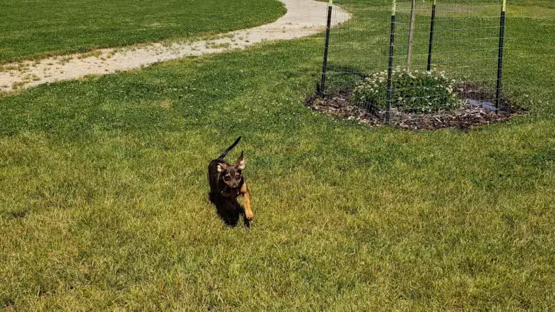 Fort Missoula Canine Campus - Missoula, MT