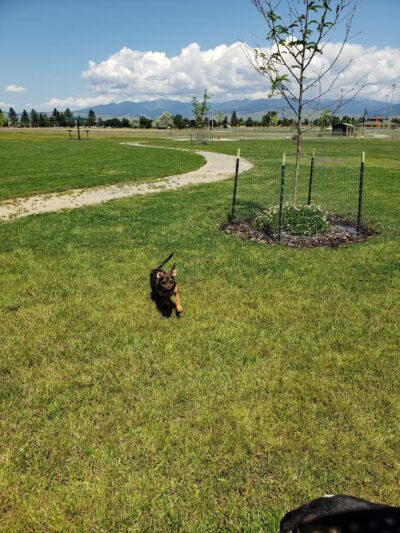 Fort Missoula Canine Campus - Missoula, MT