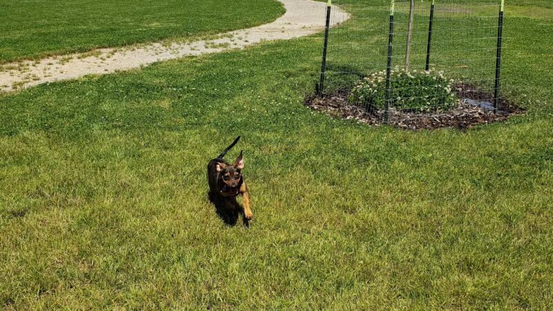 Fort Missoula Canine Campus - Missoula, MT