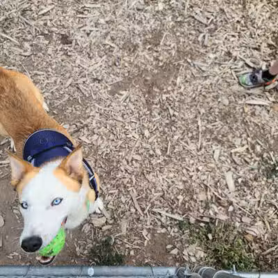 Hellgate Small Dog Park - Missoula, MT