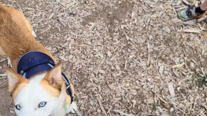 Hellgate Small Dog Park - Missoula, MT