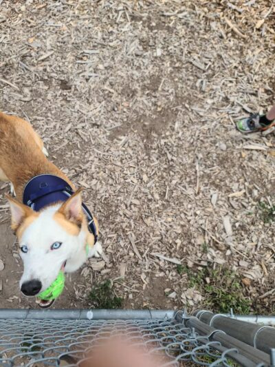 Hellgate Small Dog Park - Missoula, MT