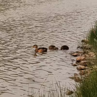 Hellgate Small Dog Park - Missoula, MT