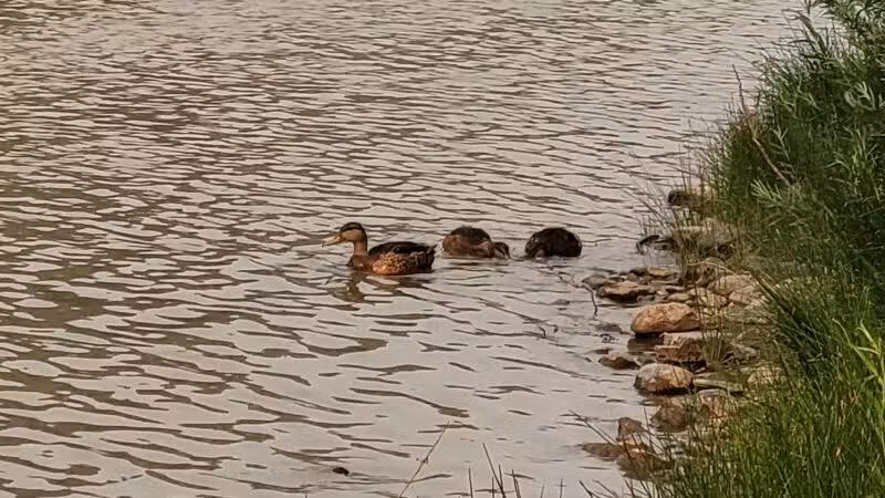 Hellgate Small Dog Park - Missoula, MT