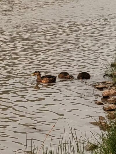 Hellgate Small Dog Park - Missoula, MT