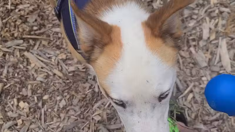 Hellgate Small Dog Park - Missoula, MT