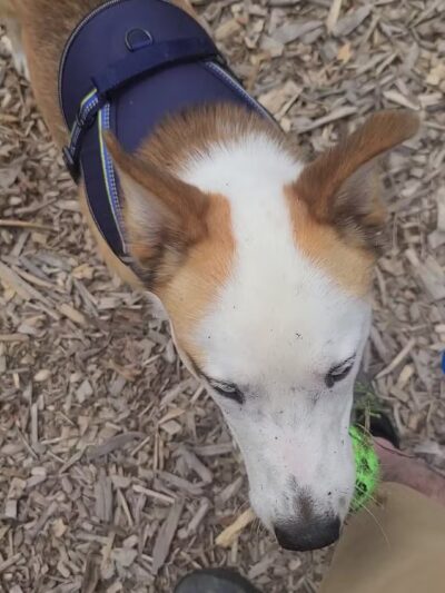 Hellgate Small Dog Park - Missoula, MT