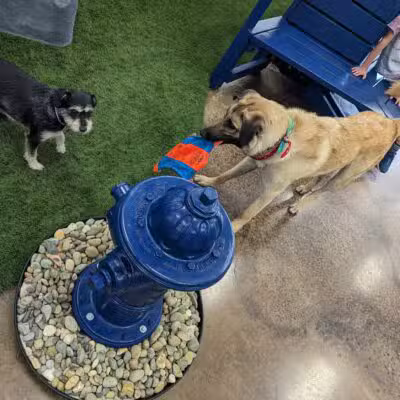 Bark Dog Park & Tap Room - Modesto, CA