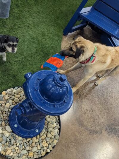 Bark Dog Park & Tap Room - Modesto, CA