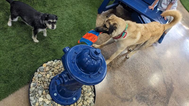 Bark Dog Park & Tap Room - Modesto, CA