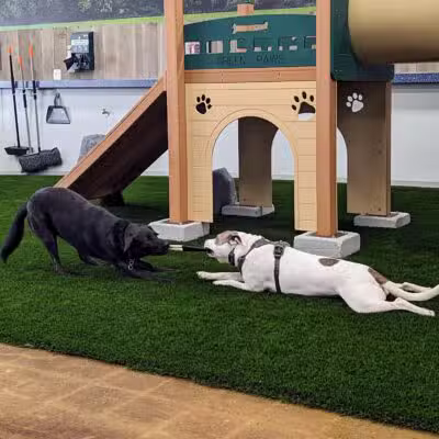Bark Dog Park & Tap Room - Modesto, CA