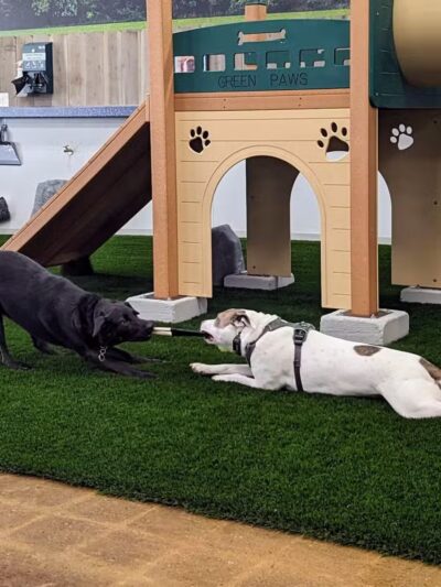 Bark Dog Park & Tap Room - Modesto, CA