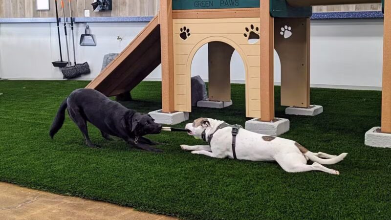 Bark Dog Park & Tap Room - Modesto, CA