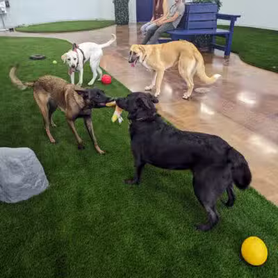 Bark Dog Park & Tap Room - Modesto, CA