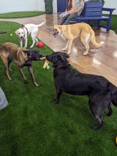 Bark Dog Park & Tap Room - Modesto, CA