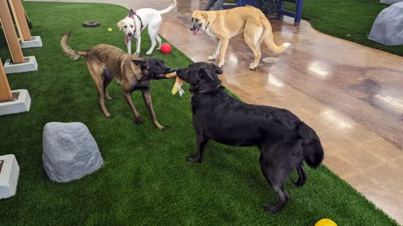 Bark Dog Park & Tap Room - Modesto, CA