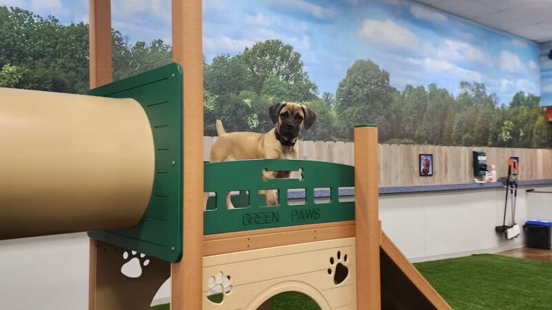 Bark Dog Park & Tap Room - Modesto, CA