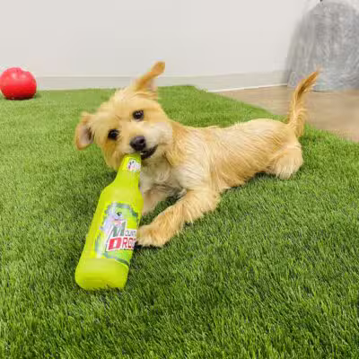 Bark Dog Park & Tap Room - Modesto, CA