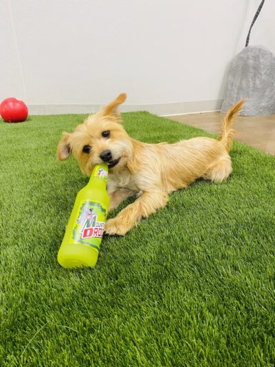 Bark Dog Park & Tap Room - Modesto, CA