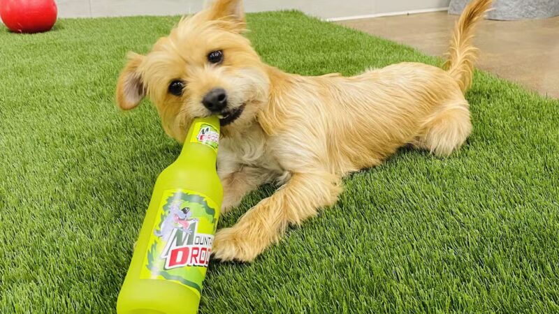 Bark Dog Park & Tap Room - Modesto, CA