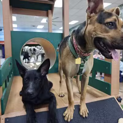Bark Dog Park & Tap Room - Modesto, CA