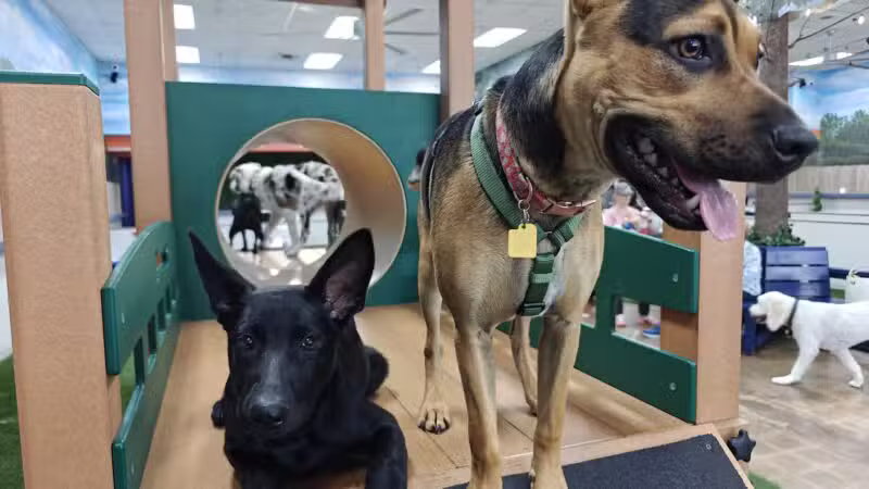 Bark Dog Park & Tap Room - Modesto, CA