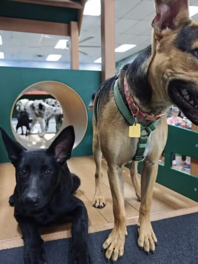 Bark Dog Park & Tap Room - Modesto, CA